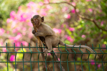 Portrait of monkey. Close-up monkeys have a rest