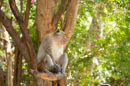 Portrait of monkey. Close-up monkeys have a rest