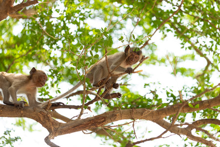 Wild macaque with long fur relaxes on a tree branch in a lush green forestの写真素材