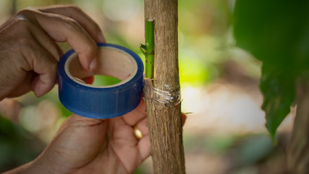 Grafting coffee shoots is a technique used to propagate coffee plants by joining a shoot from a...