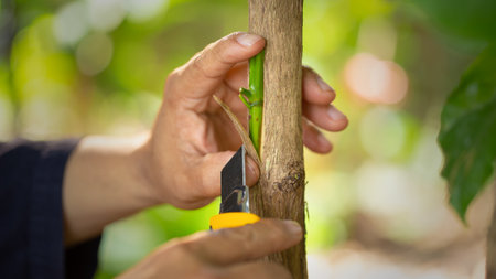 Grafting coffee shoots is a technique used to propagate coffee plants by joining a shoot from a...