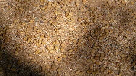 Coffee seed sowing is used for cultivation on sandy soil