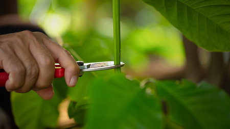 Grafting coffee shoots is a technique used to propagate coffee plants by joining a shoot from a...
