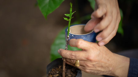 Grafting coffee shoots is a technique used to propagate coffee plants by joining a shoot from a desirable coffee variety onto a rootstock from another plantの写真素材