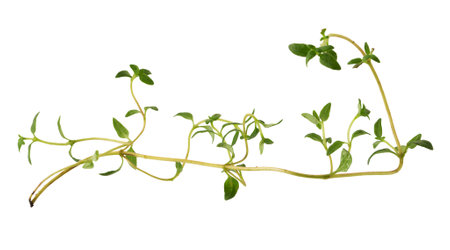 Thyme fresh herb isolated on white background.の写真素材