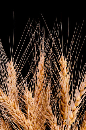 Barley Rice Isolated On a black Backgroundの写真素材