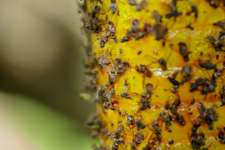 Close-Up traps are used to catch insects in cocoa plantationsの写真素材