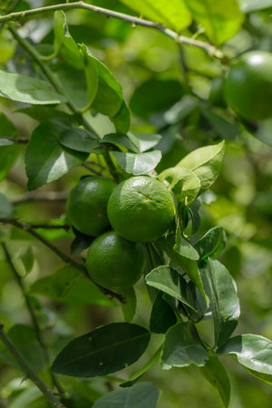Bushy green lime fruits on a lime tree