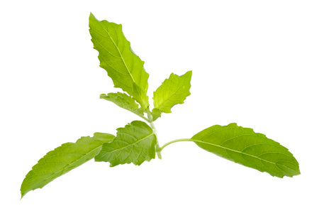 A fresh basil leaf isolated on a white backgroundの写真素材