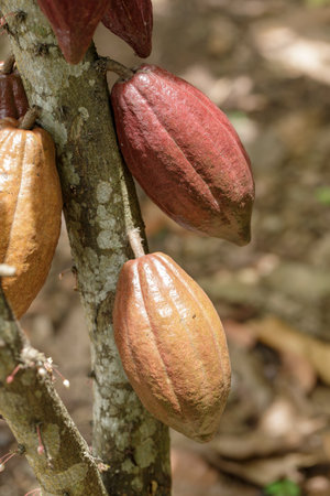Cocoa pods on cocoa trees in a cocoa plantation.の写真素材