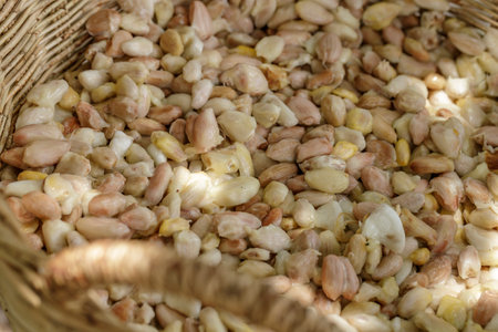 Fresh cocoa beans that have been removed from the pods before being fermented.の写真素材