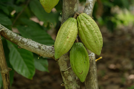 Green and yellow cocoa pods on cocoa trees in a cocoa plantation.の写真素材
