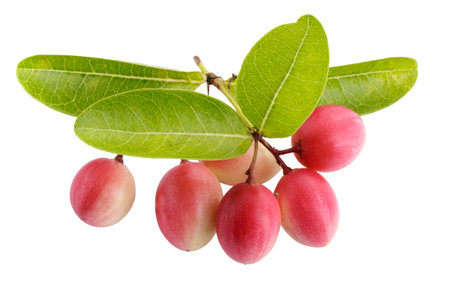 Pile of Karonda Fruit, Carissa carandas L. Karanda; Carunda isolated on a white background