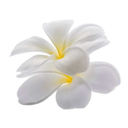 White frangipani flowers isolated on a white backgroundの写真素材
