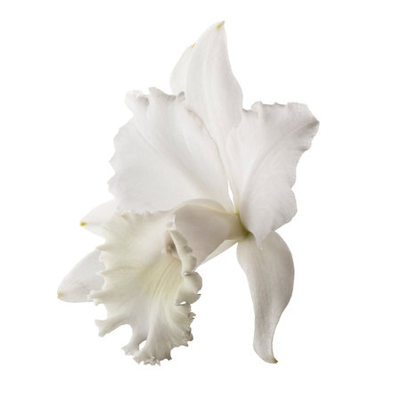 White orchid isolated on a white backgroundの写真素材
