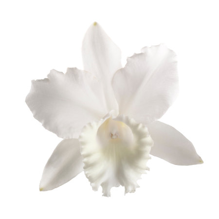 White orchid isolated on a white backgroundの写真素材