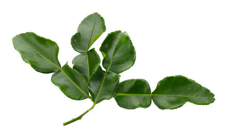 Bergamot kaffir lime leaves herb fresh ingredient isolated on a white backgroundの写真素材