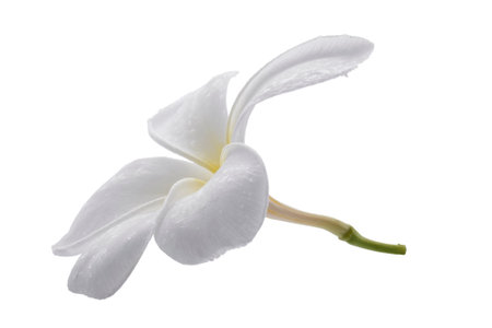 White frangipani flowers isolated on a white backgroundの写真素材