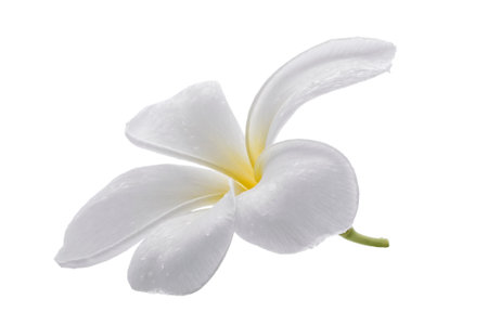 White frangipani flowers isolated on a white backgroundの写真素材