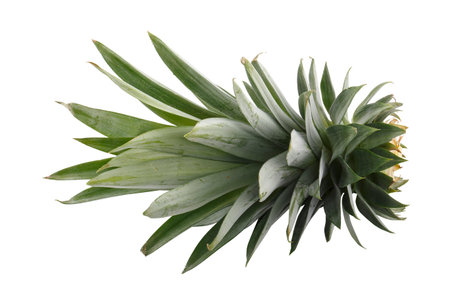 pineapple leaves isolated on a white backgroundの写真素材