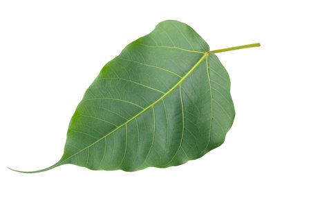 green Bodhi leaves isolated on a white backgroundの写真素材
