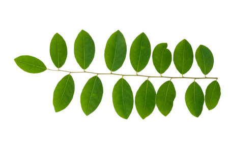 Green leaves isolated on a white backgroundの写真素材
