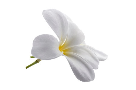 White frangipani flowers isolated on a white backgroundの写真素材