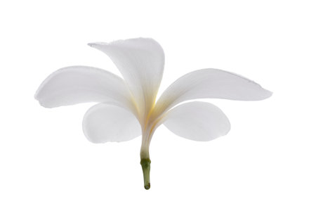 White frangipani flowers isolated on a white backgroundの写真素材