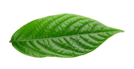 A close-up of vibrant green leaves isolated on a white backgroundの写真素材