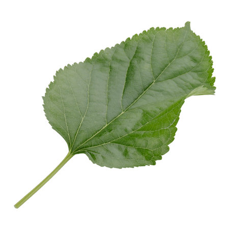 Mulberry leaves isolated on a white backgroundの写真素材