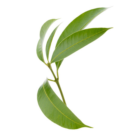 Leaves of the Marian Plum are isolated on a white backgroundの写真素材