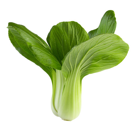 Fresh Green Bok Choy with Crispy Stalks and Tender Leaves isolated on a white backgroundの写真素材