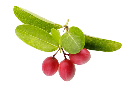 Pile of Karonda Fruit, Carissa carandas L. Karanda; Carunda isolated on a white backgroundの写真素材