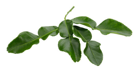 Bergamot kaffir lime leaves herb fresh ingredient isolated on a white backgroundの写真素材