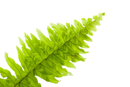 Green fern leaves isolated on a white backgroundの写真素材