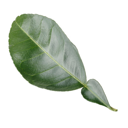 Green leaves of lemon and citrus leaves isolated on a white backgroundの写真素材