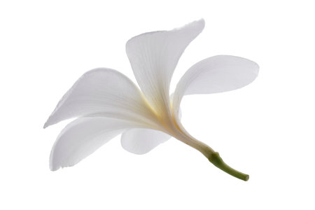White frangipani flowers isolated on a white backgroundの写真素材