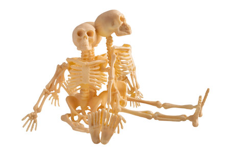 Plastic Halloween Skeleton for Halloween decoration isolated on backgroundの写真素材