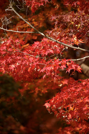 Branches filled with bright red maple leaves create a striking contrast against the sky