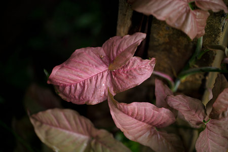 Pink Exotic caladium foliage showcasing natural beauty and contrast.