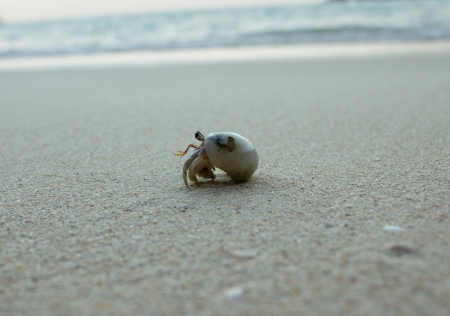 Hermit Crab on the beachの写真素材
