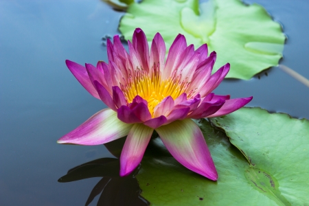 lotus flower on waterの写真素材