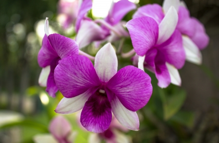 purple orchid flowerの写真素材