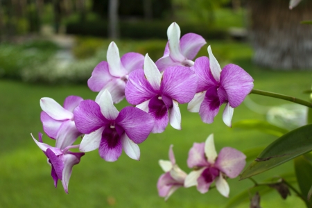 purple orchid flowerの写真素材