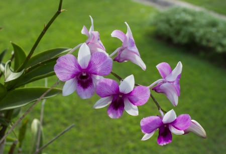 purple orchid flowerの写真素材