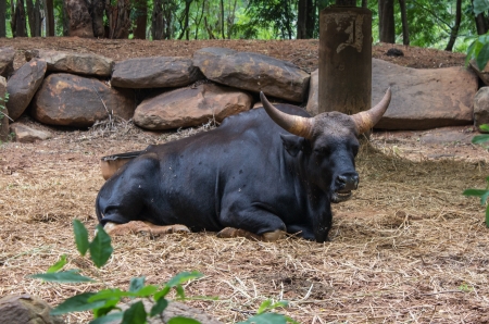 gaur in zooの写真素材