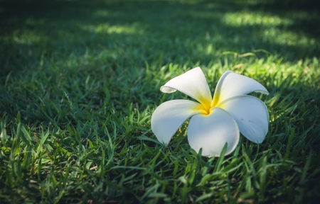 Plumaria flowerの写真素材