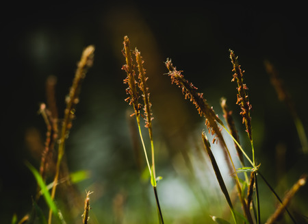 grass flower evening vintage style