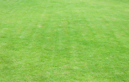 green grass background textureの写真素材
