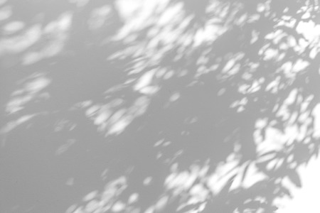 Shadow blur of the leaves on white wall abstract background.